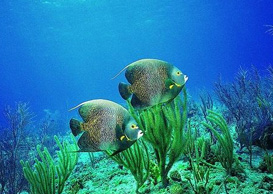 環(huán)境影響評(píng)價(jià)、排污許可證、應(yīng)急預(yù)案